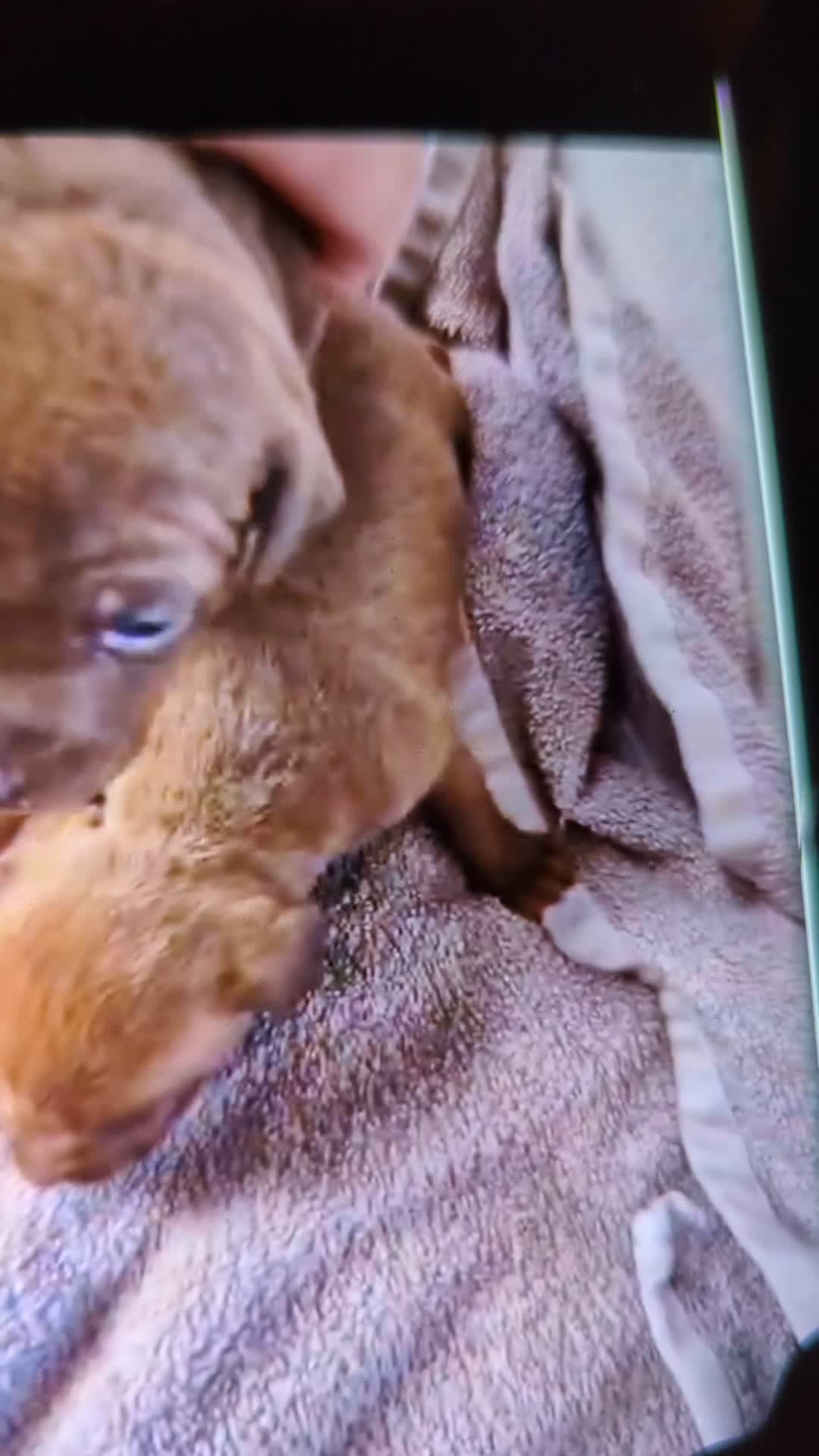 Patterdale Terrier dogs for stud: Vinnie up for stud proven - Video 2