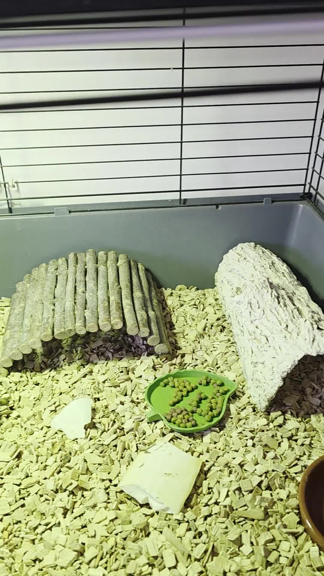 Hermann Tortoise reptiles for sale: Herman tortoises - Video 1