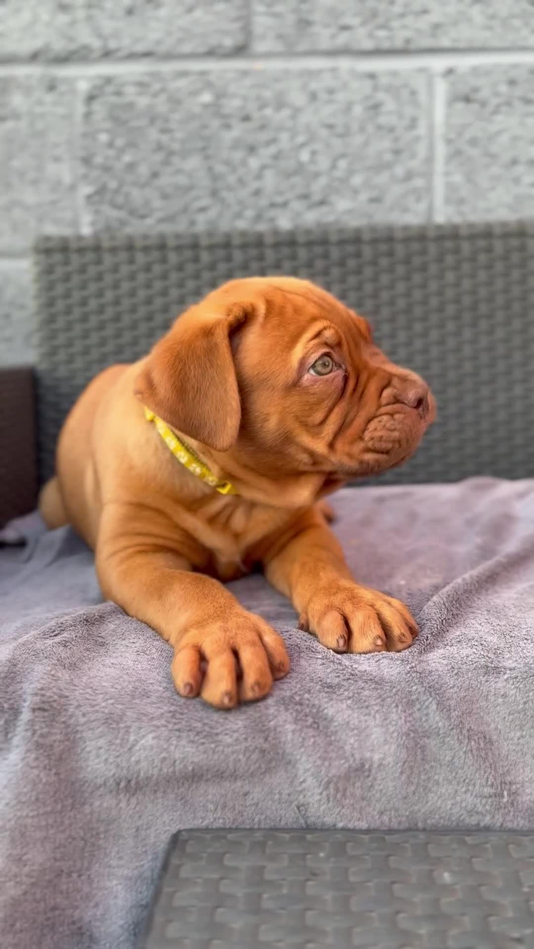 Dogue De Bordeaux dogs for sale: Beautiful litter of dogue de bordeauxs - Video 2