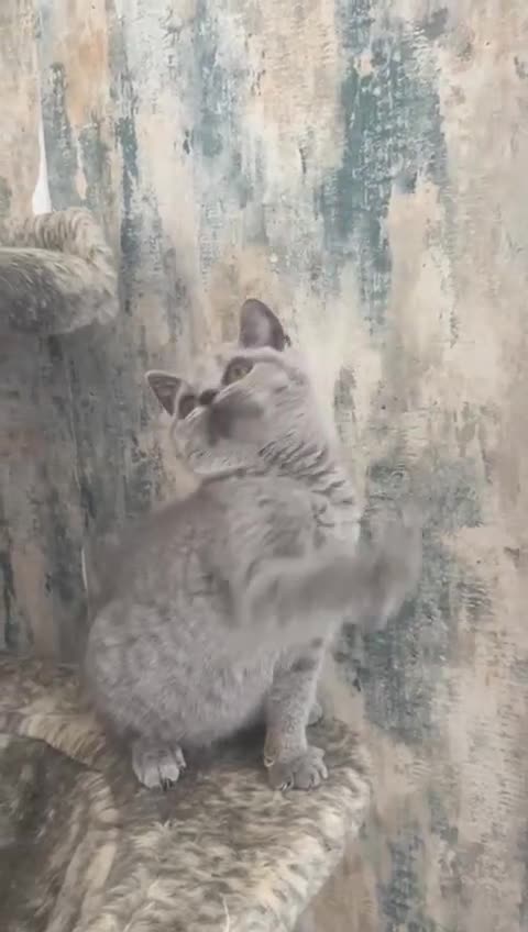 British Shorthair cats for sale: 2 Gorgeous Brittsh Kittens Fully Vaccinated  - Video 1
