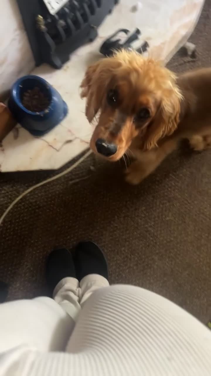Cocker Spaniel dogs for sale: Male cocker spaniel looking for forever home - Video 2