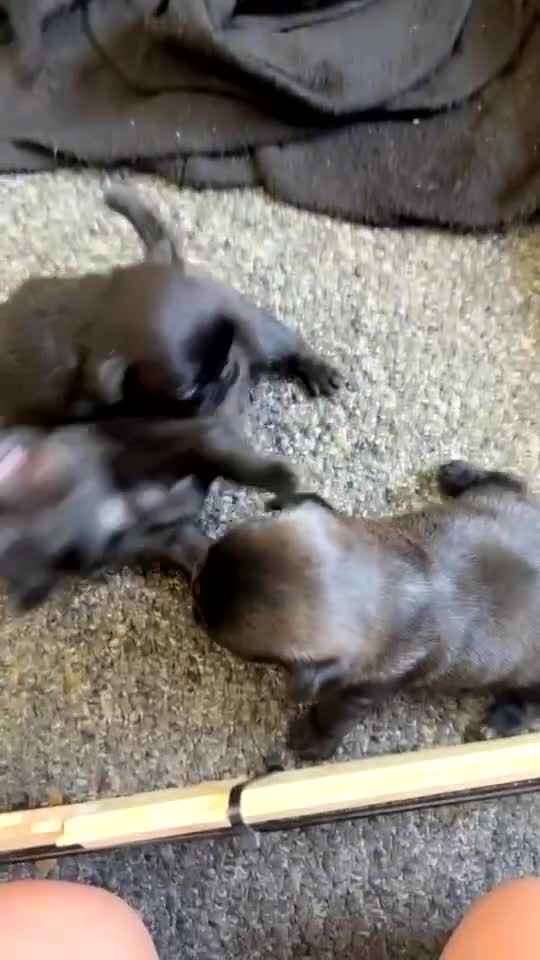 Pug dogs for sale: 7 Pug puppies  - Video 2