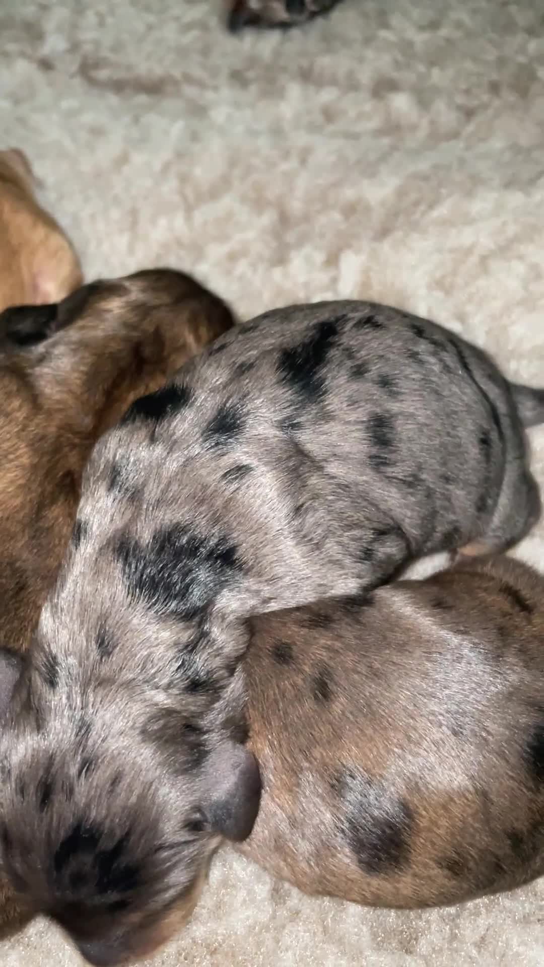 Double Doodle dogs for sale: Supreme Double Doodles - striking colours and coat - Video 3