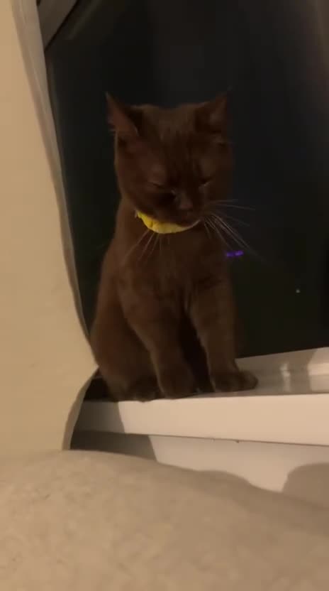 British Shorthair cats for sale: 🐾 Purebred British Shorthair Female Solid Choco - Video 1