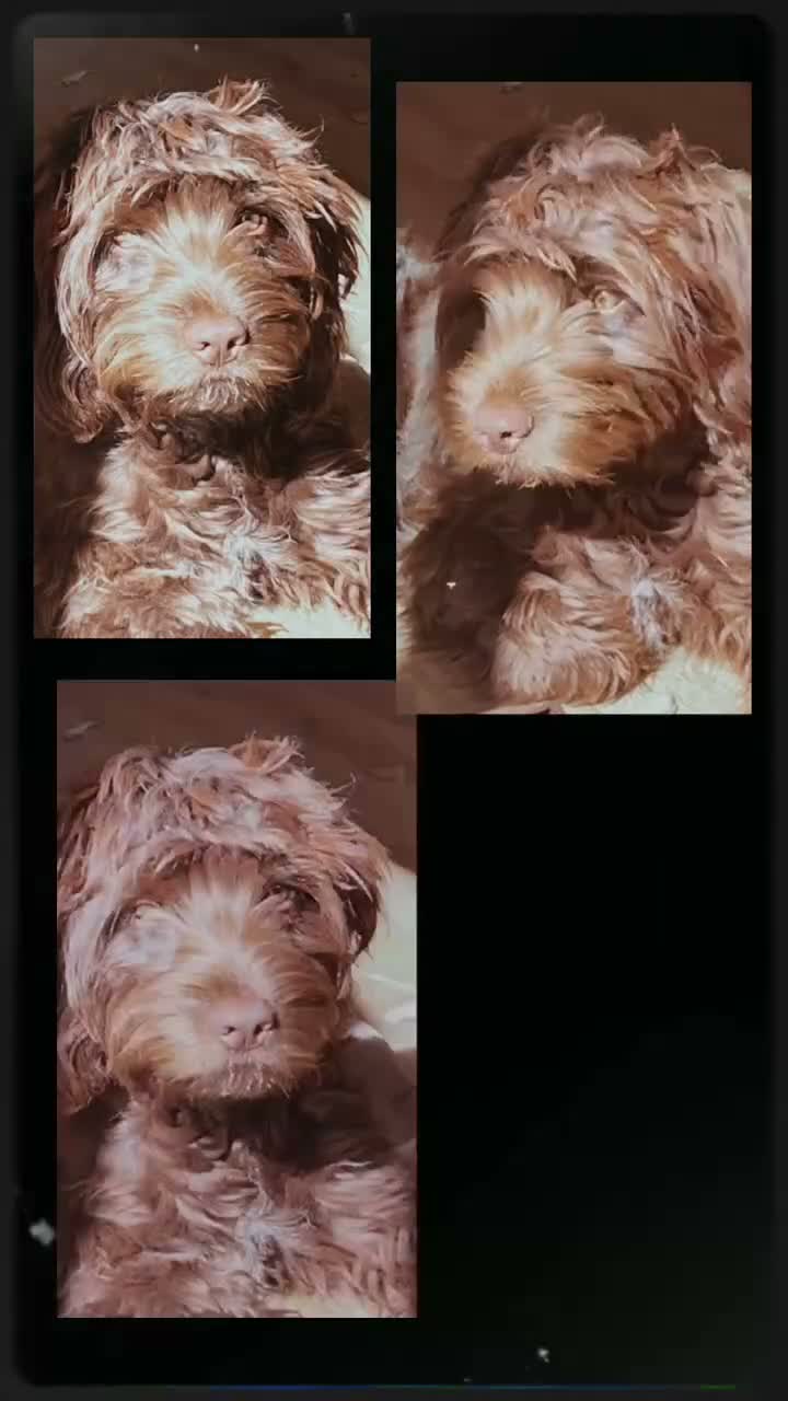 Sproodle dogs for sale: Looking for Rudis forever home  - Video 2