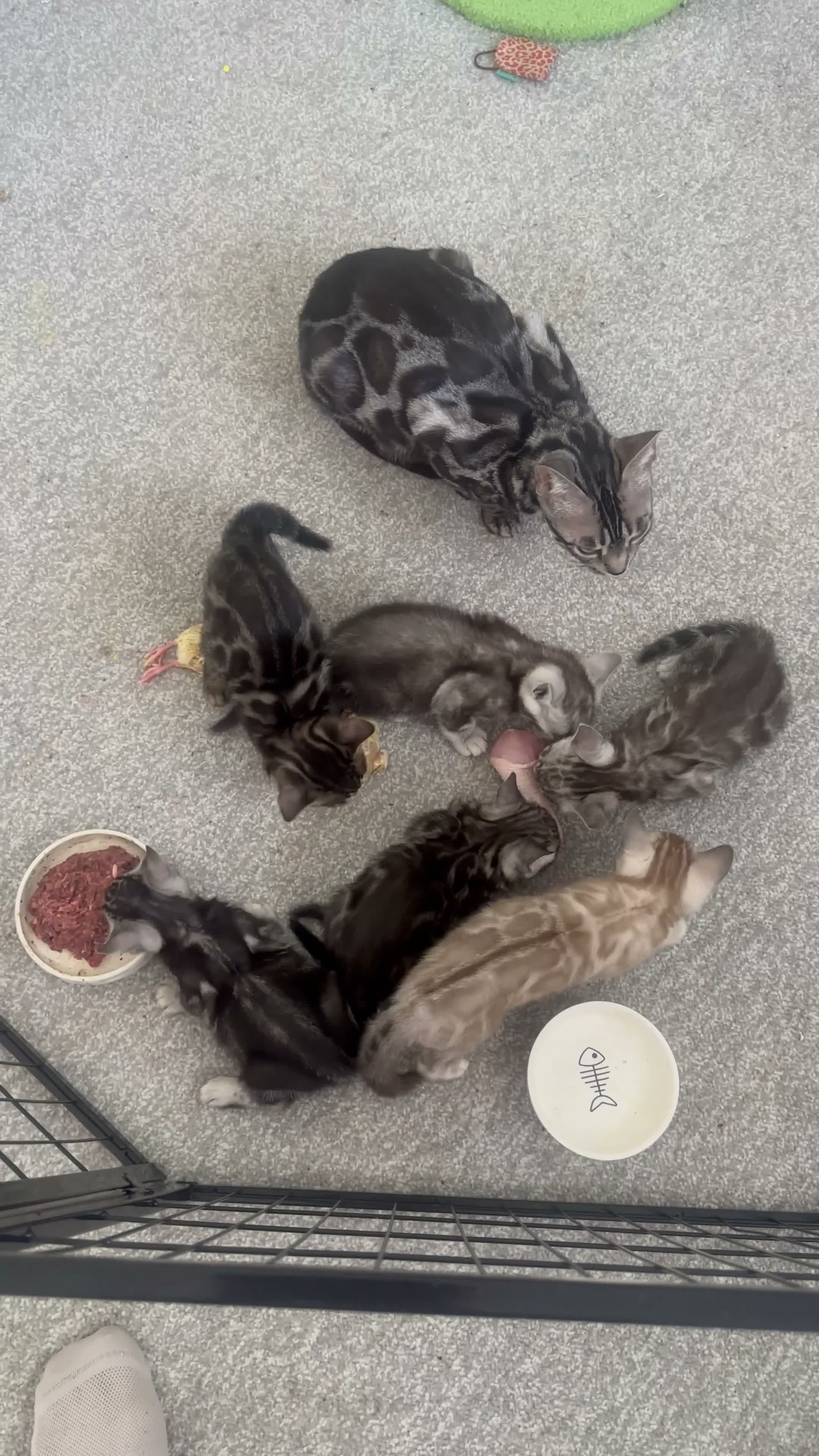 Bengal cats for sale: Exceptional bengal babies 🐆💎❤️ - Video 1