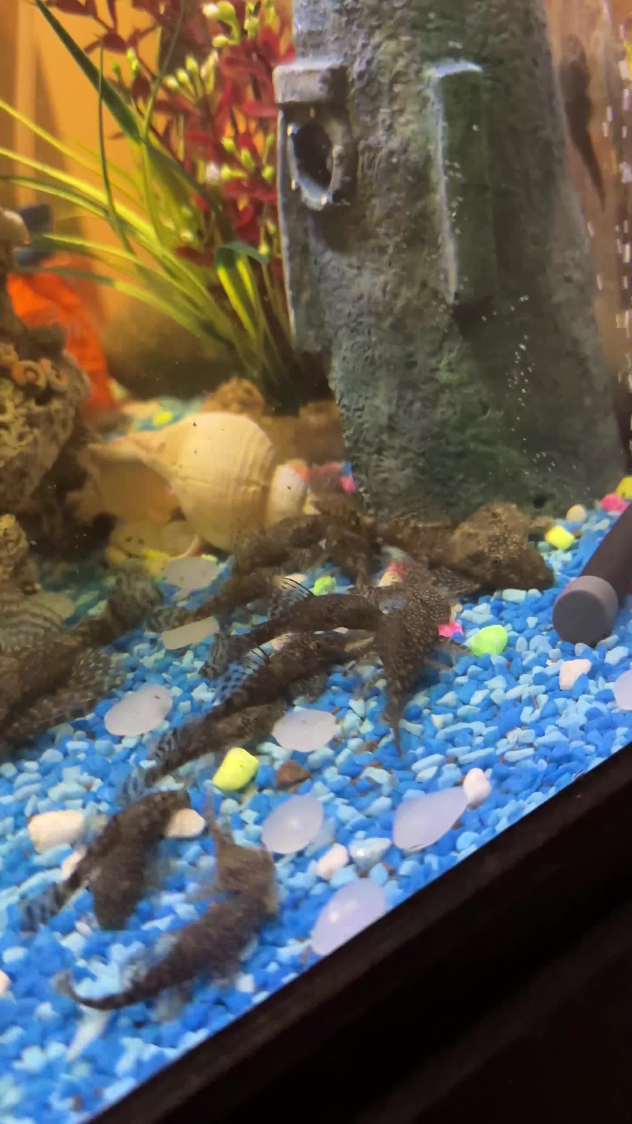 Plecos fish for sale: Bristlenose Plecos  in Nottingham - Video 1