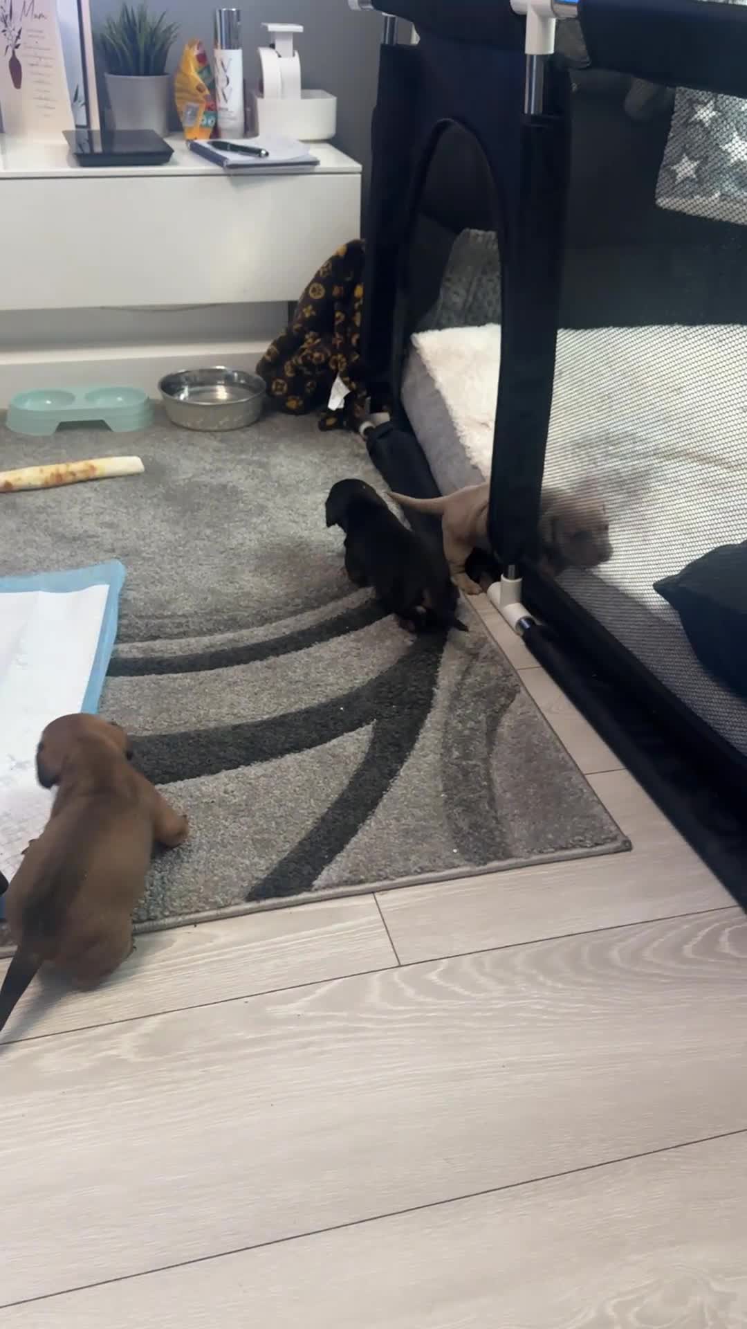 Mixed Breed dogs for sale: Daxiijack/ dachshund  in Wishaw - Video 1