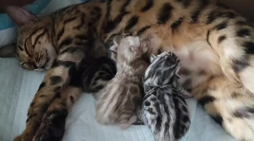 Bengal cats for stud: Silver Bengal Stud 🩶 TICA REG N DNA CLEAR 🌟 - Video 1