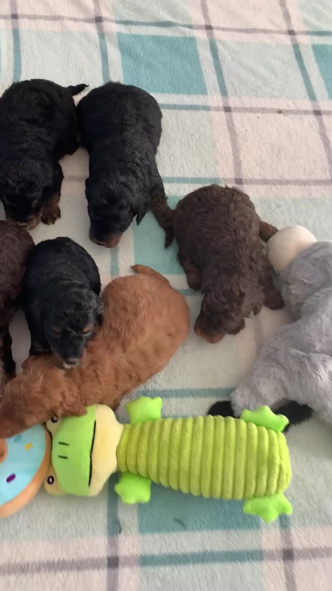 Cockapoo dogs for sale: F1 & F1b puppies. Health tested.  - Video 1