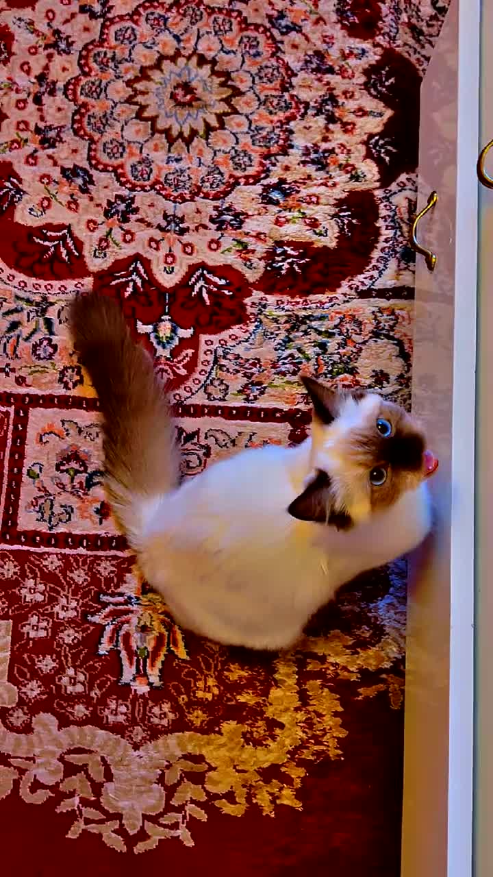 Ragdoll cats for sale: Premium Ragdoll tiya - Video 3