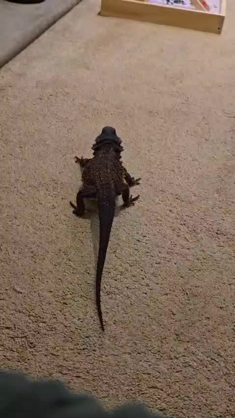 Bearded Dragon reptiles for sale: 2 red monsters for sale, male and female  - Video 1