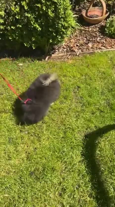 Pomchi dogs for sale: 1 Beautiful pomchi girl puppy ready to leave  - Video 3