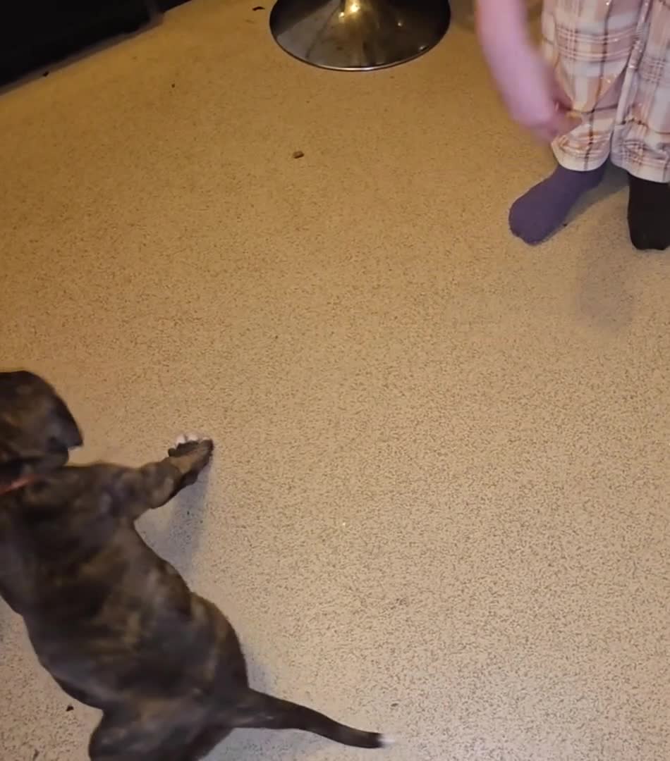 Boxer dogs for sale: Very unusual & Rare Boxer cross - Video 4