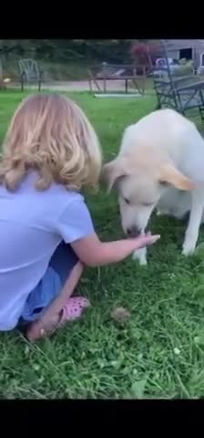 Mixed Breed dogs for adoption: SHILOH-happy girl/loving family dog/playful/social - Video 3