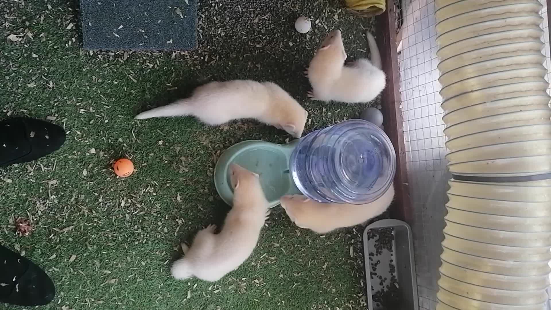 Ferret rodents for sale: ferret - Video 1