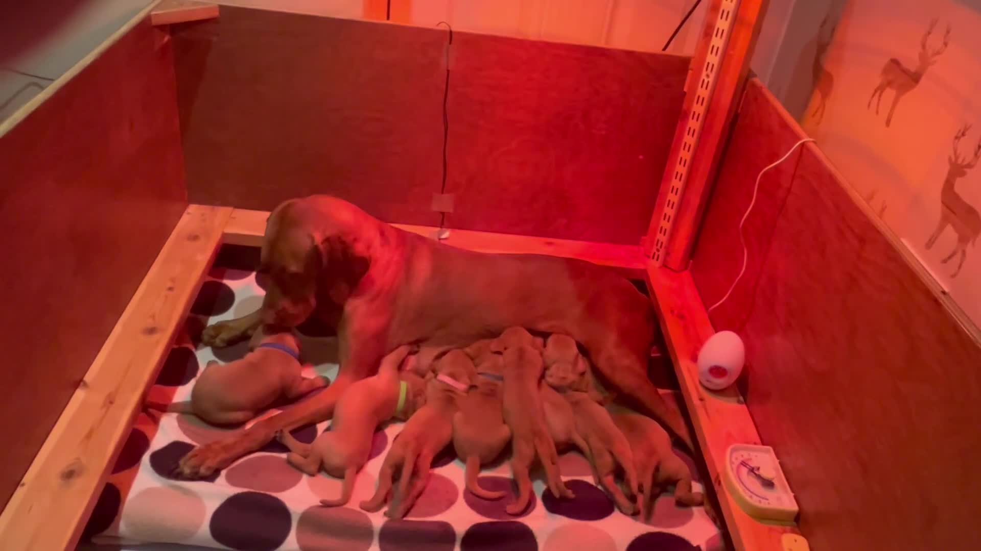 Hungarian Vizsla dogs for sale: Wonderful puppies from mum with 0/0 hip score.  - Video 1