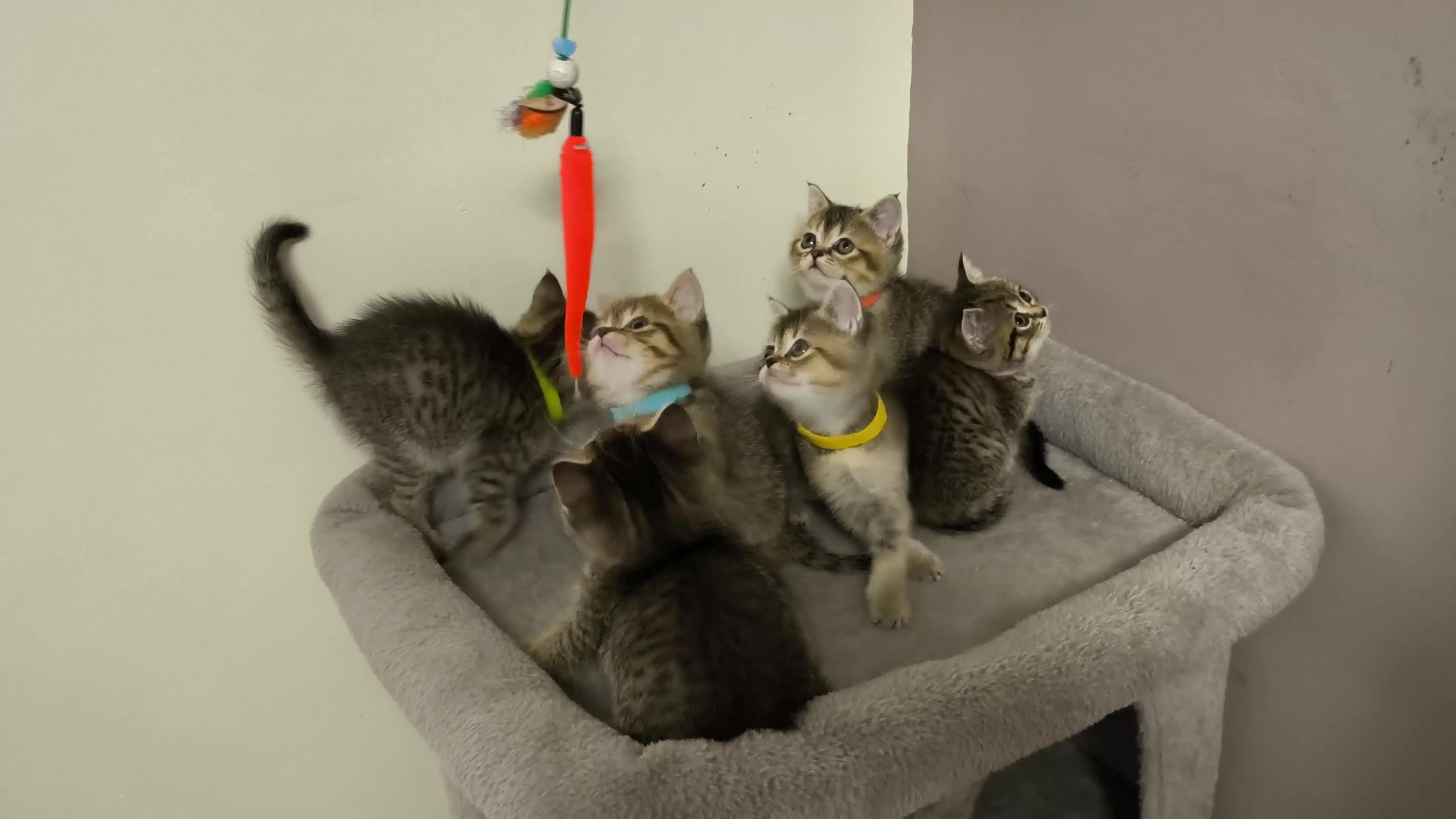 British Shorthair cats for sale: British Shorthair Kittens Full Pedigree Parents  - Video 1