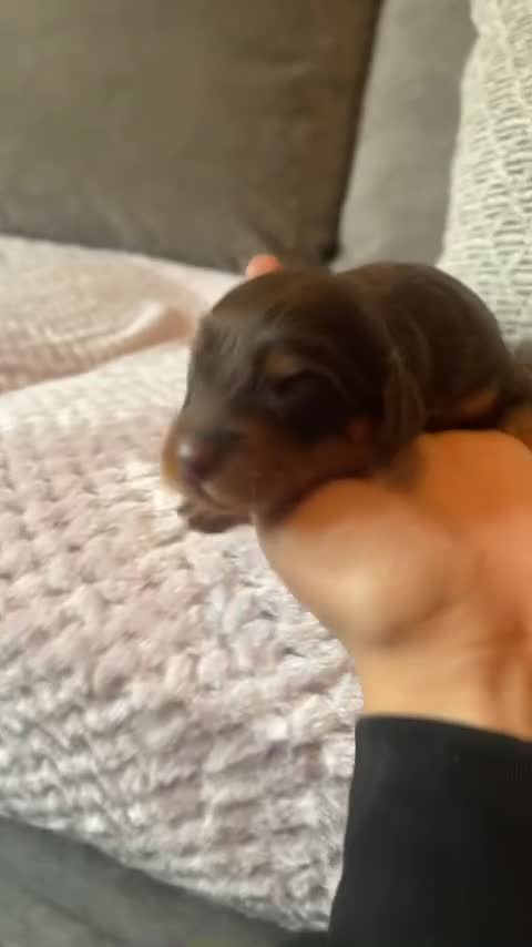 Cockapoo dogs for sale: Beautiful F1 Cockapoo Puppies – Ready Soon  £1,200 - Video 3