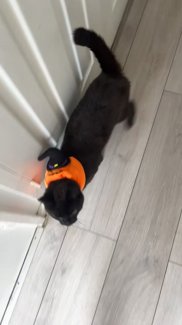 Mixed Breed cats for sale: TWO FRIENDLY CATS FOR SALE  in Ashford - Video 2