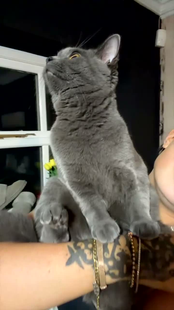 British Shorthair cats for sale: Shadow - Video 3