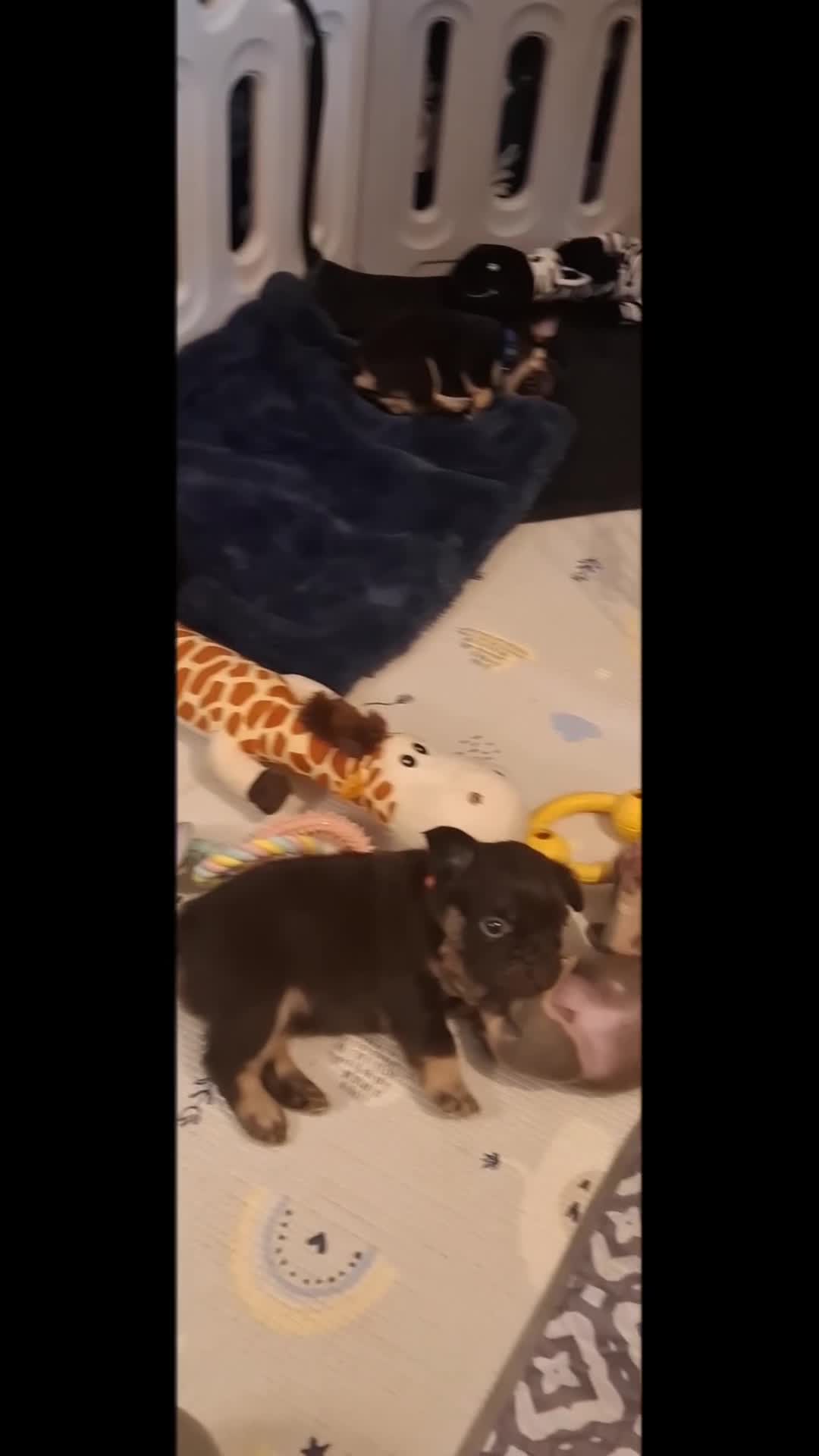 French Bulldog dogs for sale: Exotic coloured visual fluffy frenchies  - Video 5