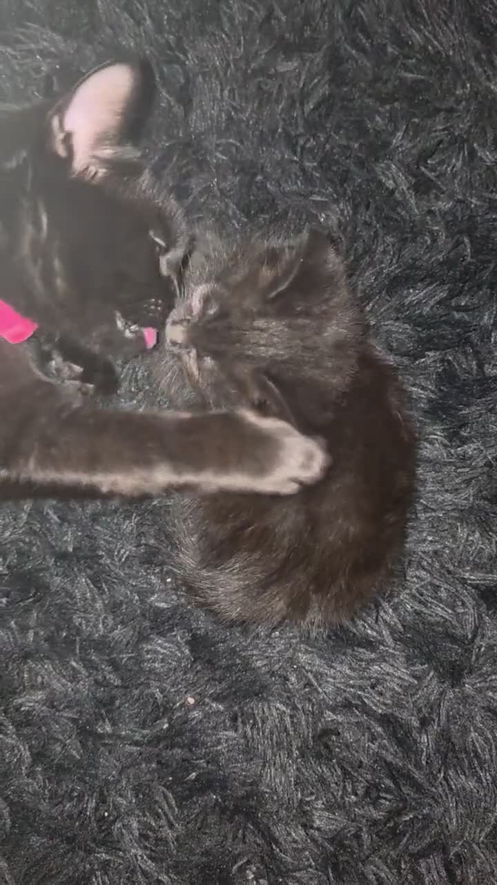 Mixed Breed cats for sale: Tabby X british shorthair male  - Video 1