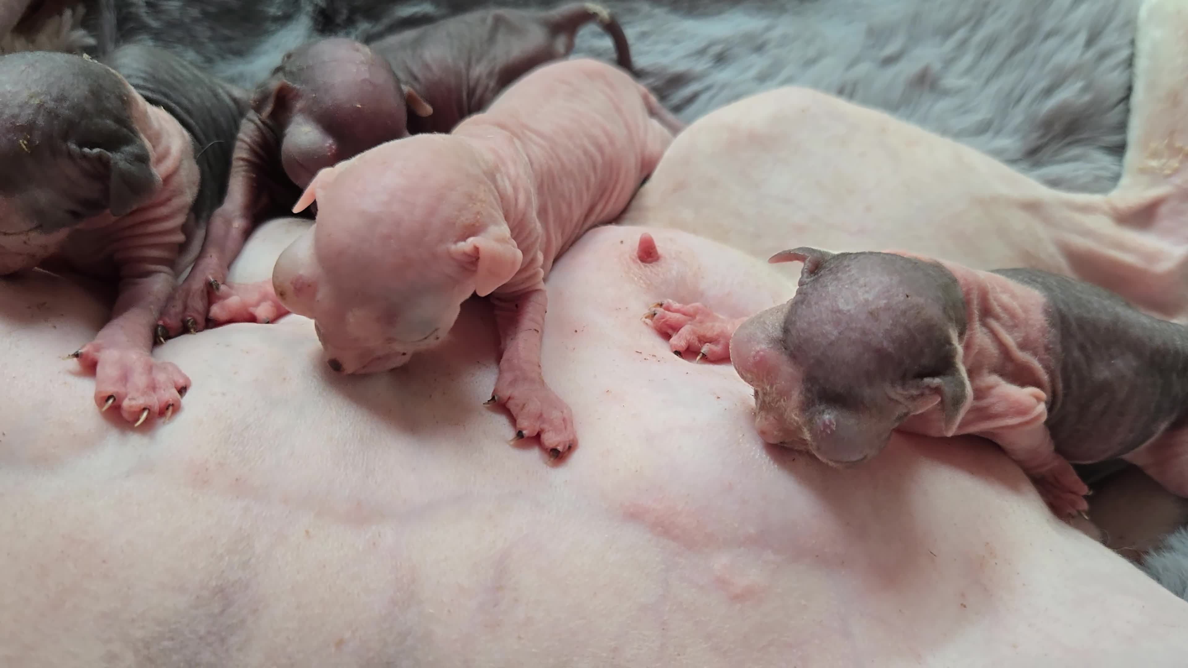 Sphynx cats for sale: Spectacular Sphynx kittens TICA & GCCF  DBE - Video 2