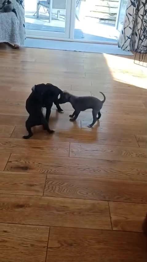 Italian Greyhound dogs for sale: Beautiful Italian greyhounds - Video 1