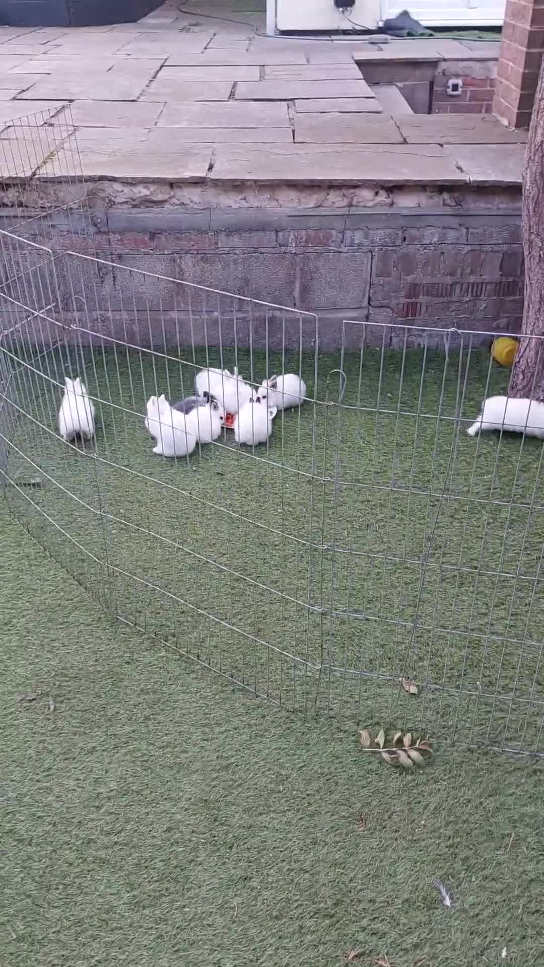 Lionhead rabbits for sale: Wonderful bunnies 07405173733  - Video 1