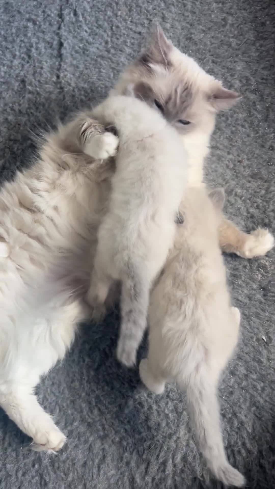 Ragdoll cats for sale: 5 Gccf registered Ragdoll kittens available  - Video 1