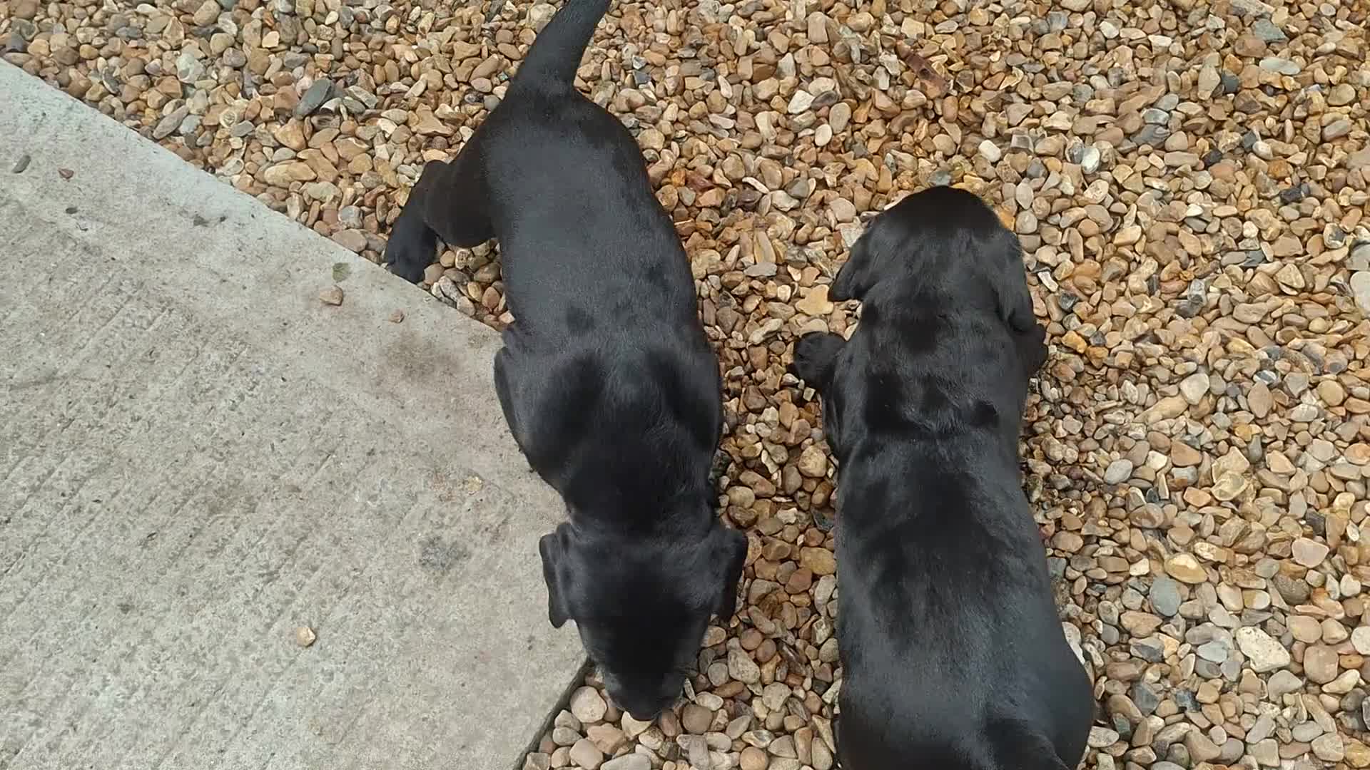 Labrador Retriever dogs for sale: Black Labrador Retriever Puppies in Radstock - Video 1