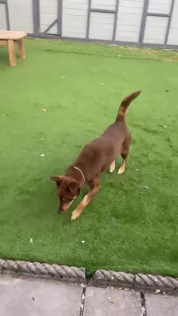 Mixed Breed dogs for adoption: 💙KAI & ❤️GERDA- Bonded And Simply Perfect in Retford - Video 1