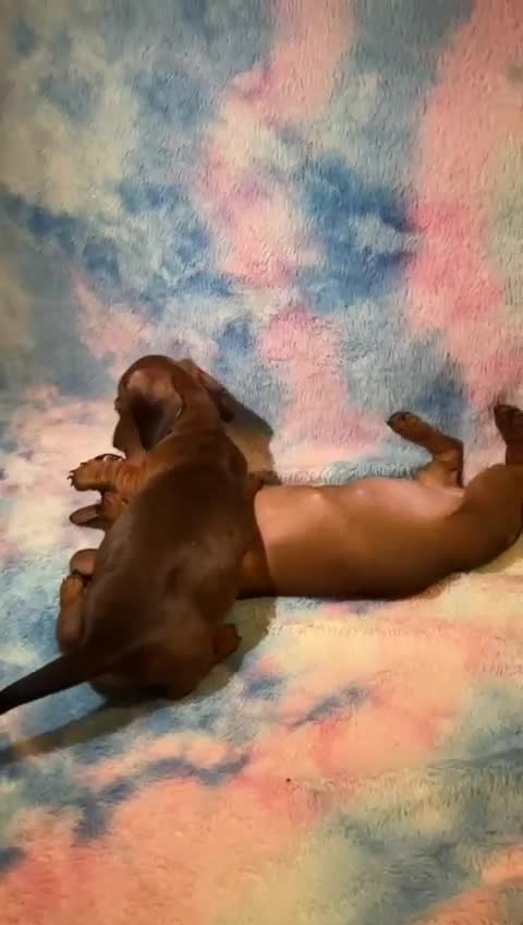 Dachshund dogs for sale: Ready to leave Miniature Dachshund Puppies  - Video 4