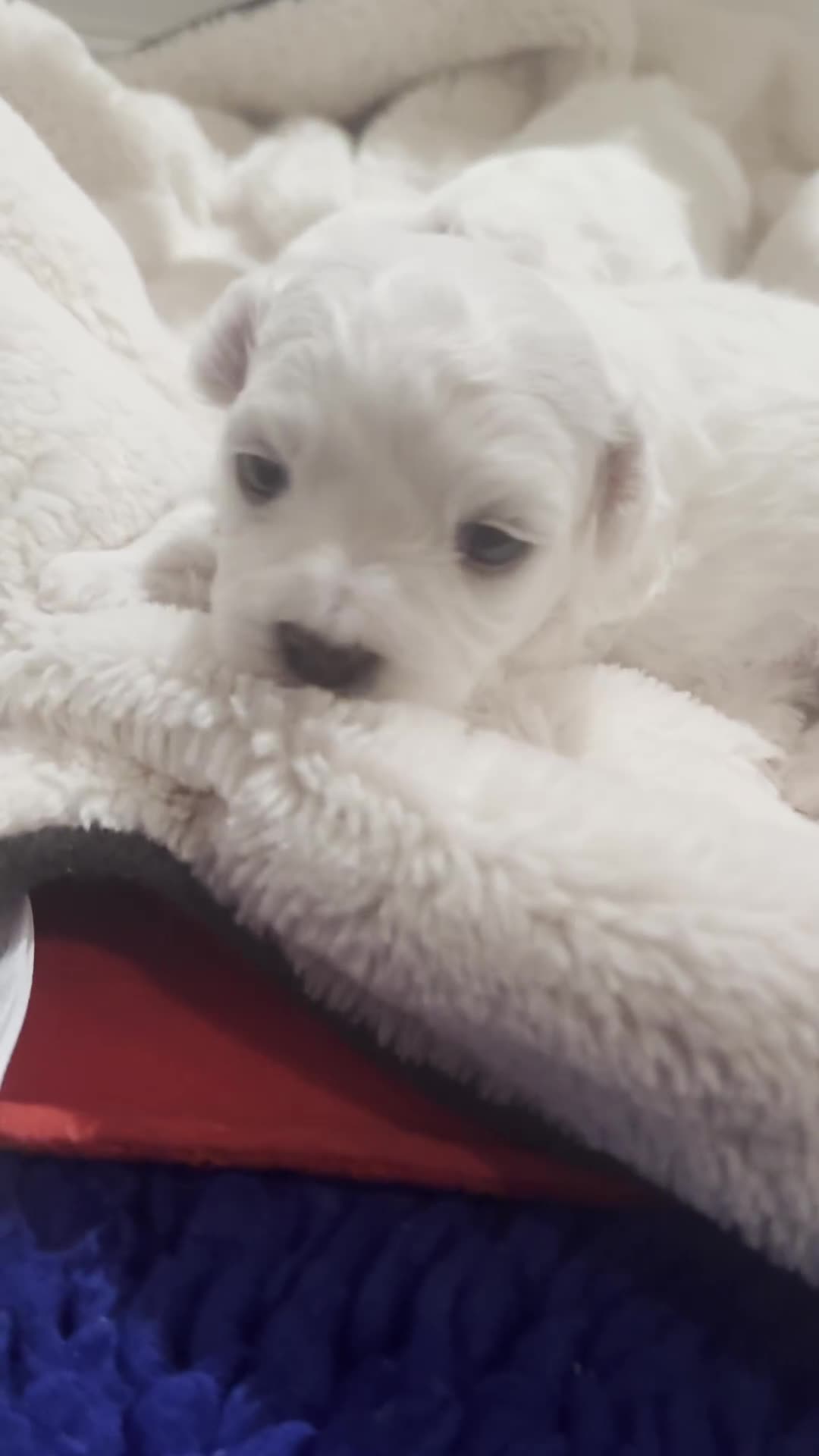 Bichon Frise dogs for sale: KC Registered Pedigree Bichon Frise Puppies - Video 2