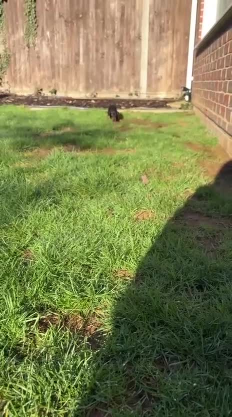 Miniature Dachshund dogs for sale: REDUCED Venus Rocket and Comet piebald dachshunds  - Video 3