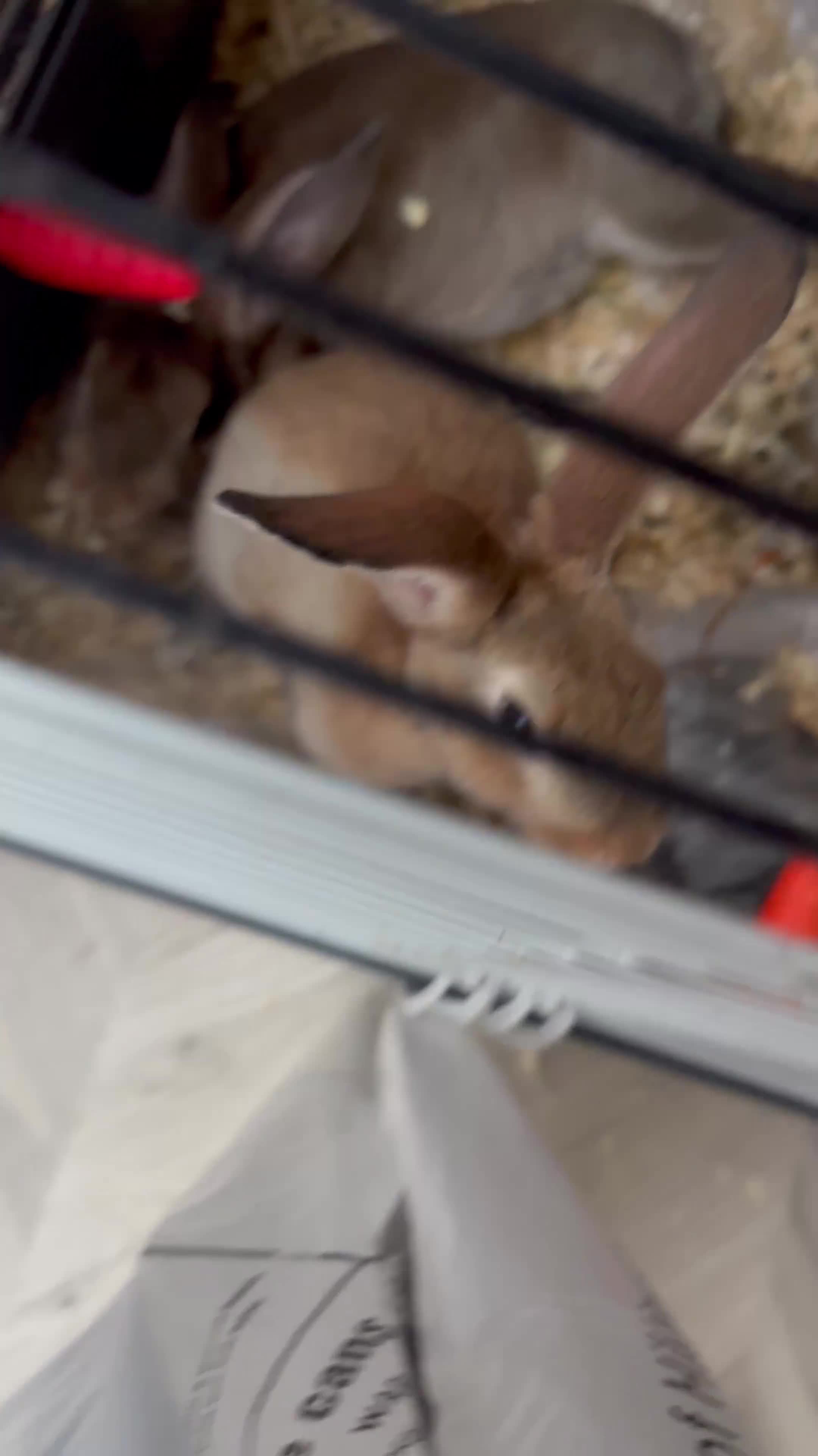 English Lop rabbits for sale: Two female rabbits  - Video 1