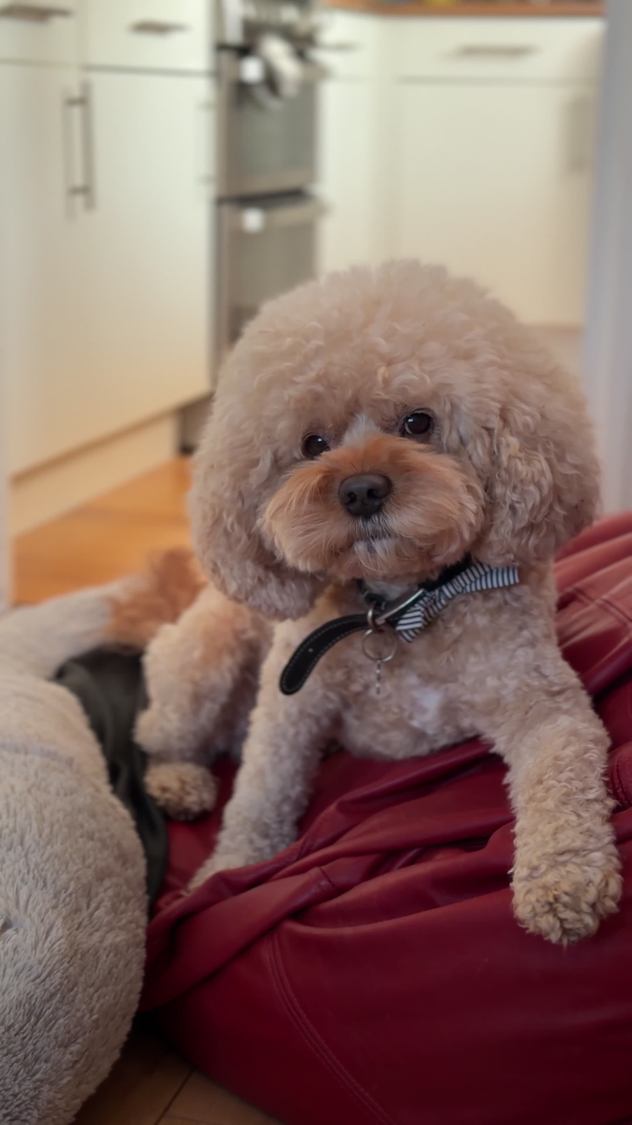 Cavapoo dogs for stud: Stunning Cavapoo Stud – Great Temperament - Video 1