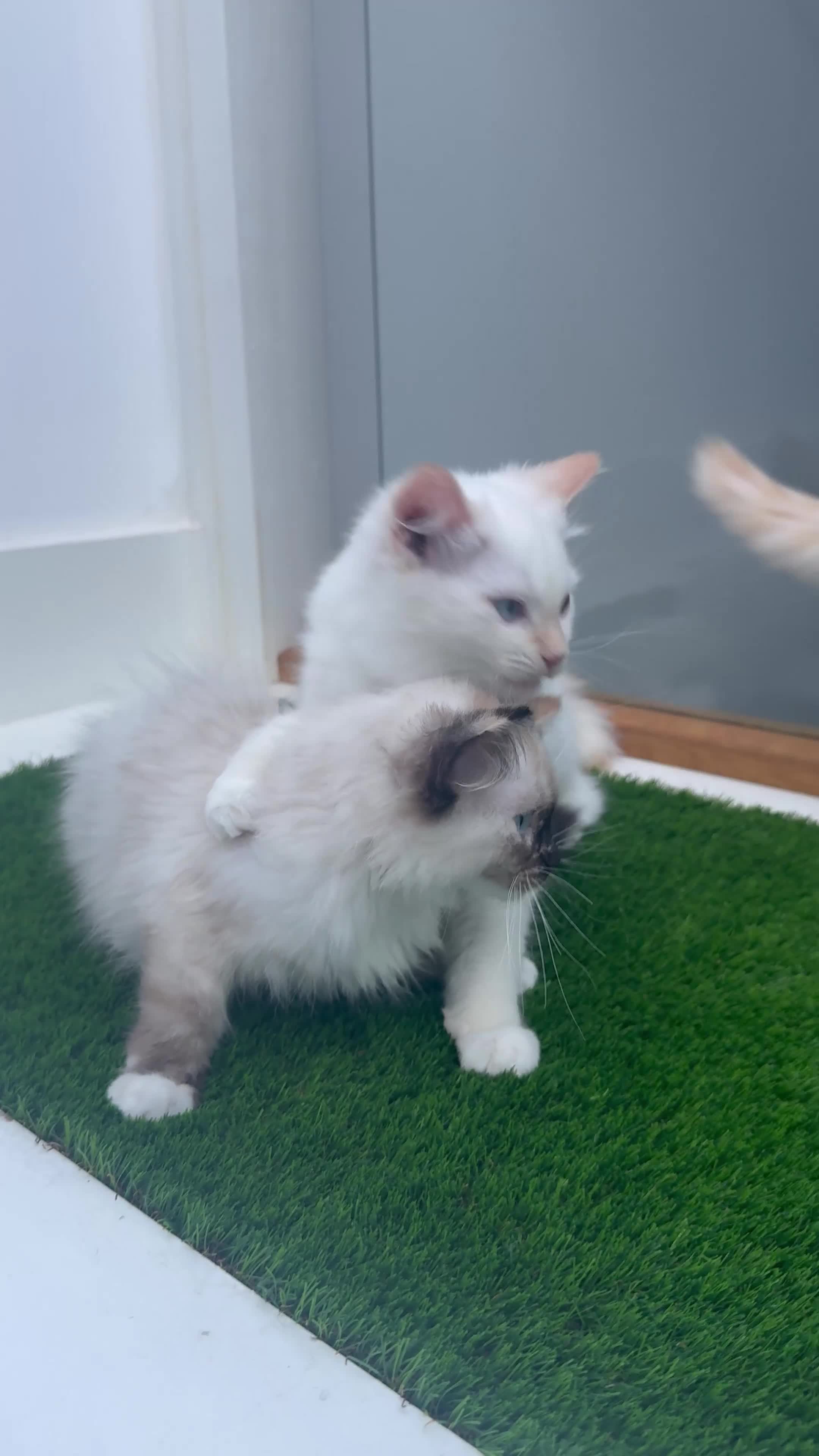 Ragdoll cats for sale: 4 FLAME POINT RAGDOLL KITTENS- 2 ALREADY SOLD!!!! - Video 1