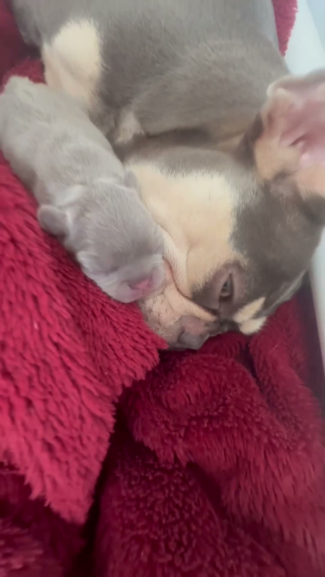 French Bulldog dogs for sale: Gorgeous French Bulldog Puppies - Ready Now⁠ - Video 2