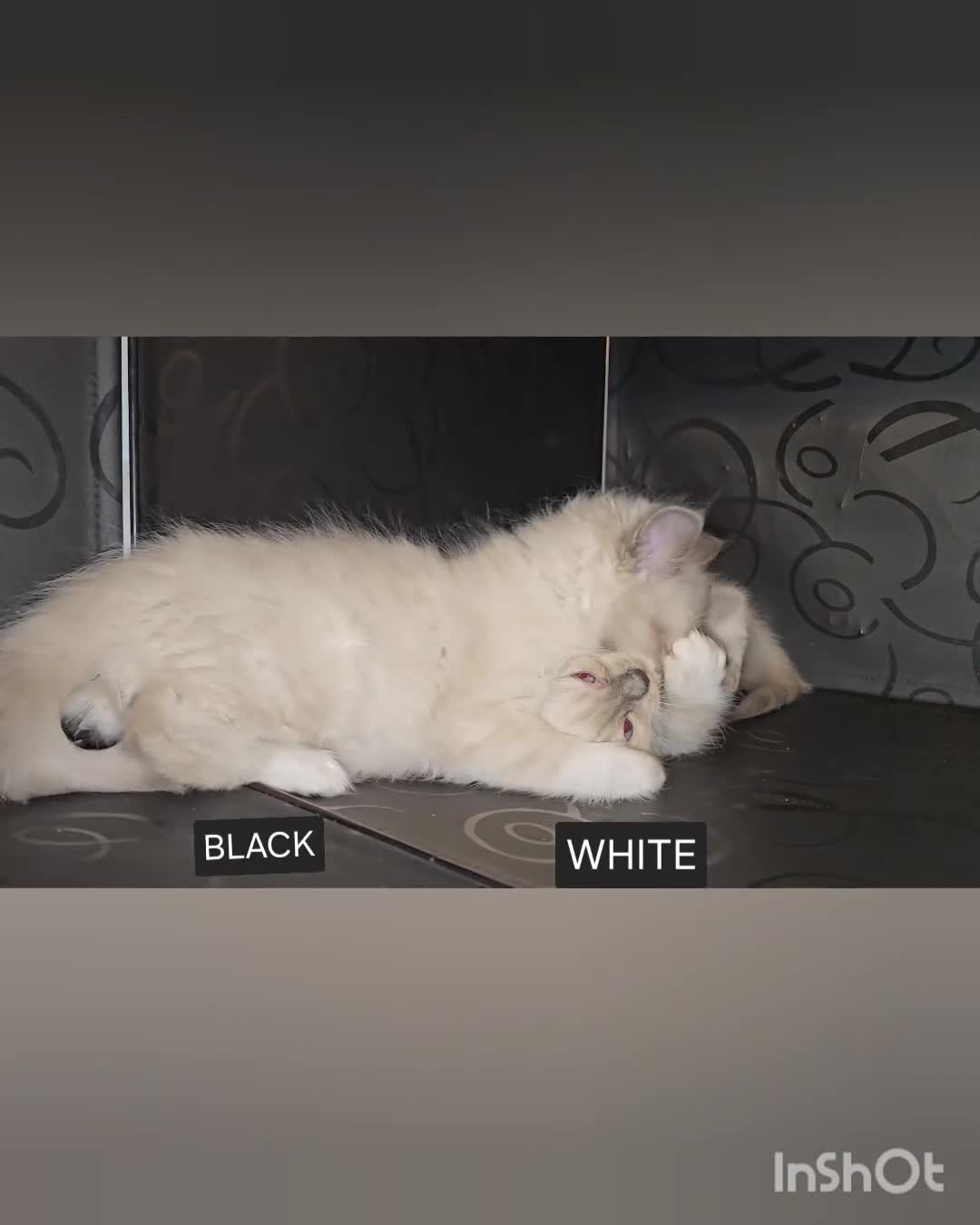 Ragdoll cats for sale: Ragdoll kittens boys Blue point Mitted - Video 1
