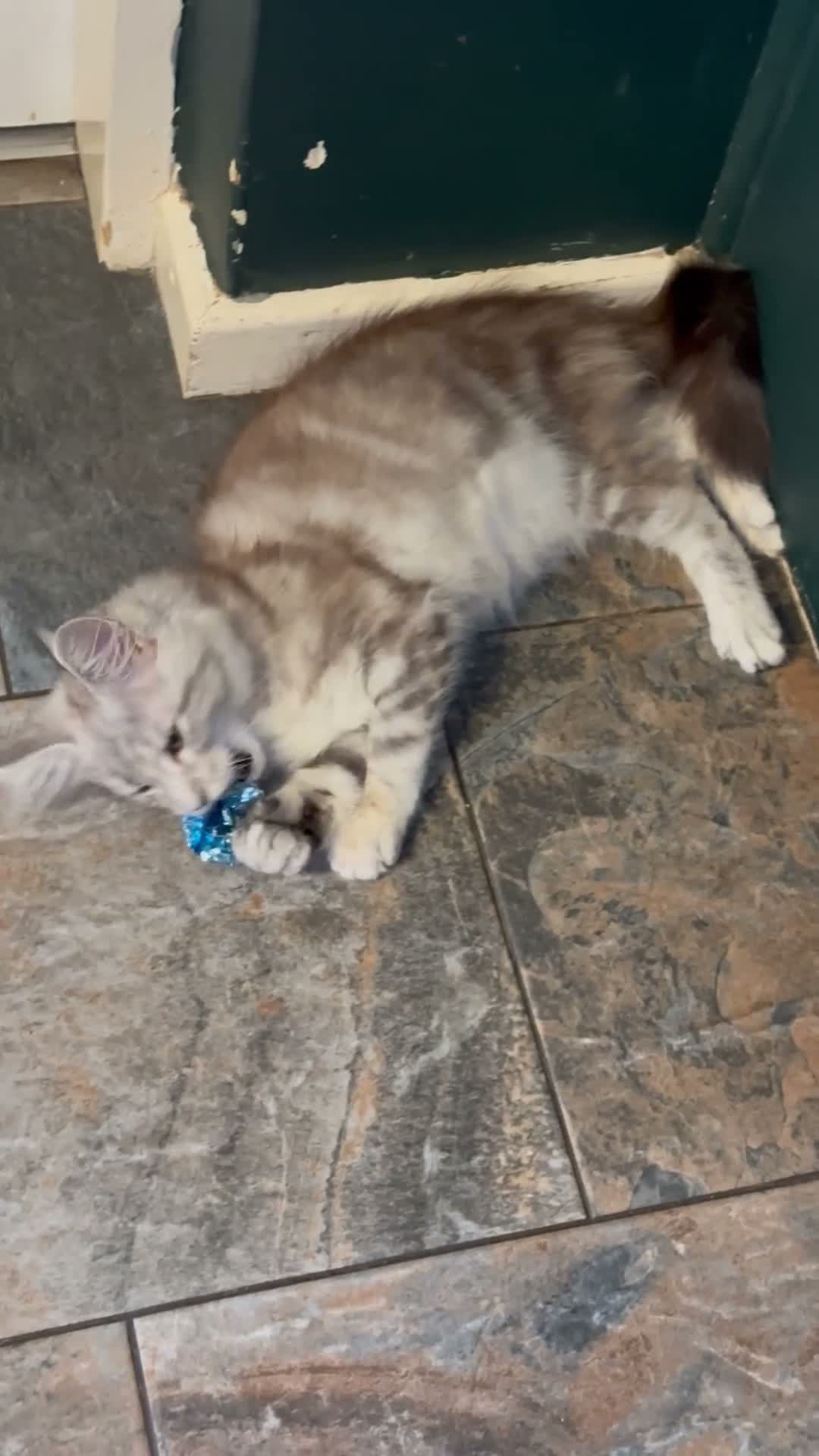 Maine Coon cats for sale: Beautiful Tica Active big girl  - Video 1