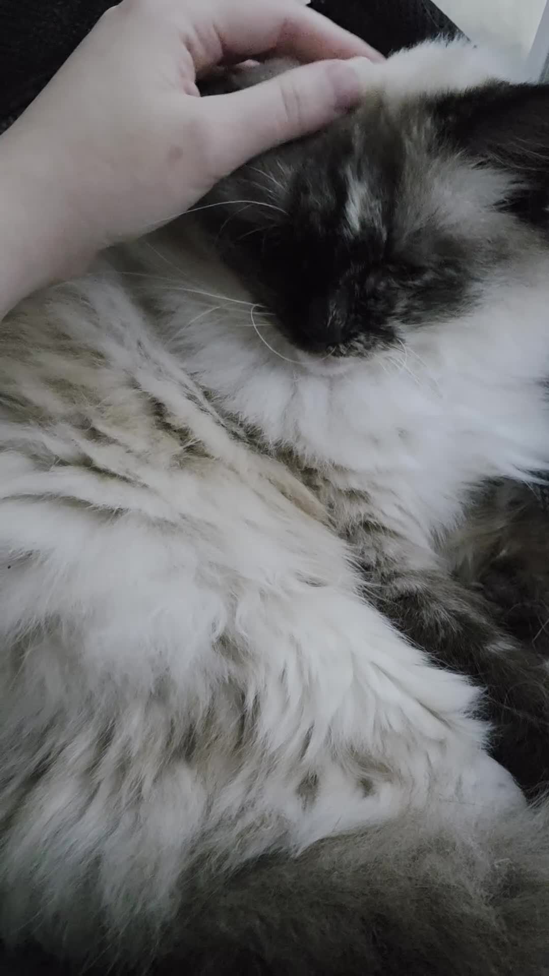 Ragdoll cats for sale: Young affectionate Ragdoll seeking a quiet home  - Video 1