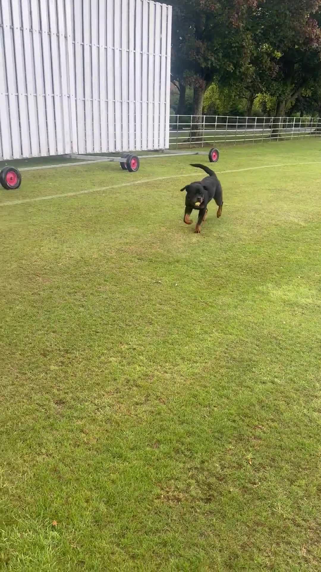Rottweiler dogs for stud: KC ROTTWEILER FOR STUD  - Video 1