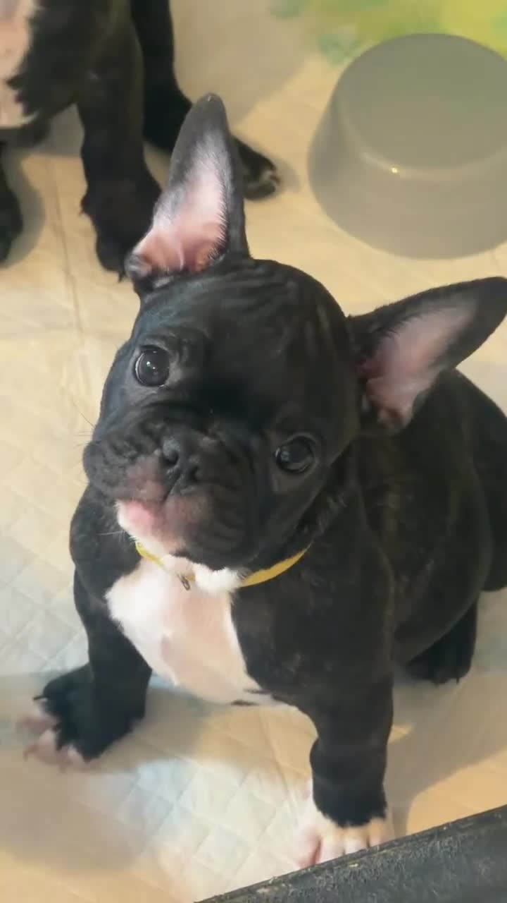 French Bulldog dogs for sale: French puppies  - Video 5