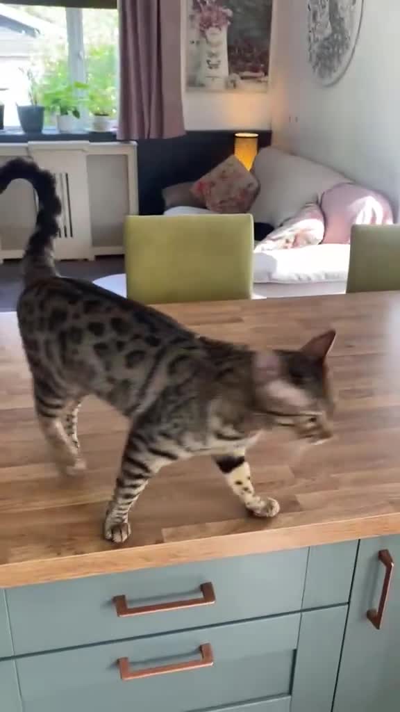 Bengal cats for sale: Bengal Cat 2 years old in Dereham - Video 1