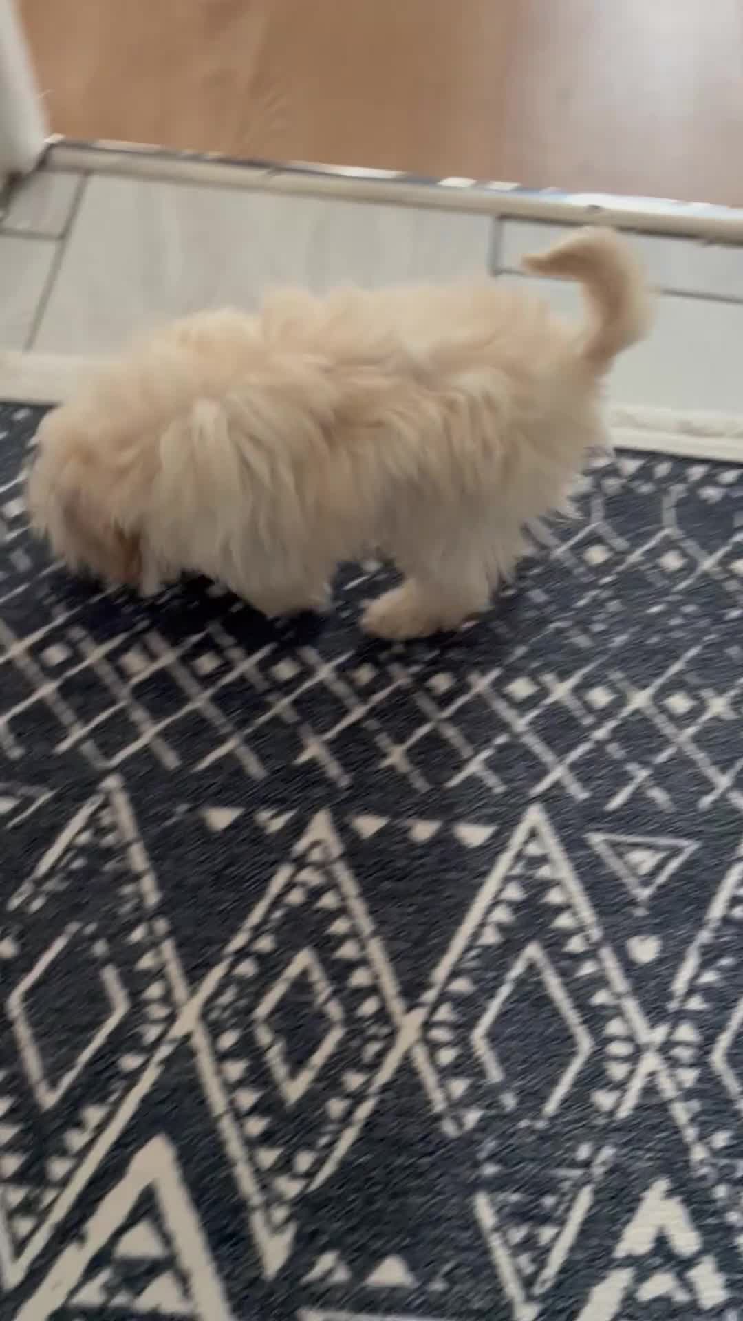 Cockapoo dogs for sale: Beautiful 11-Week Old Cockapoo Puppy  in Haverhill - Video 1