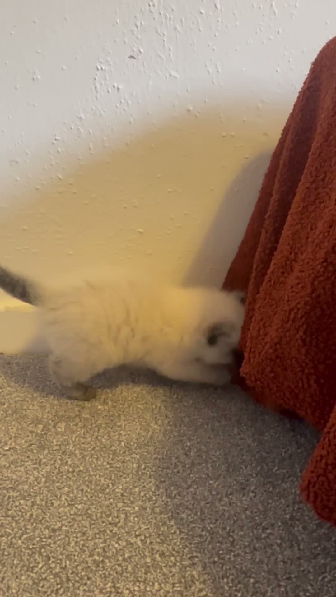 Ragdoll cats for sale: TWO RAGGDOLL-PERSIAN BOYS - Video 2