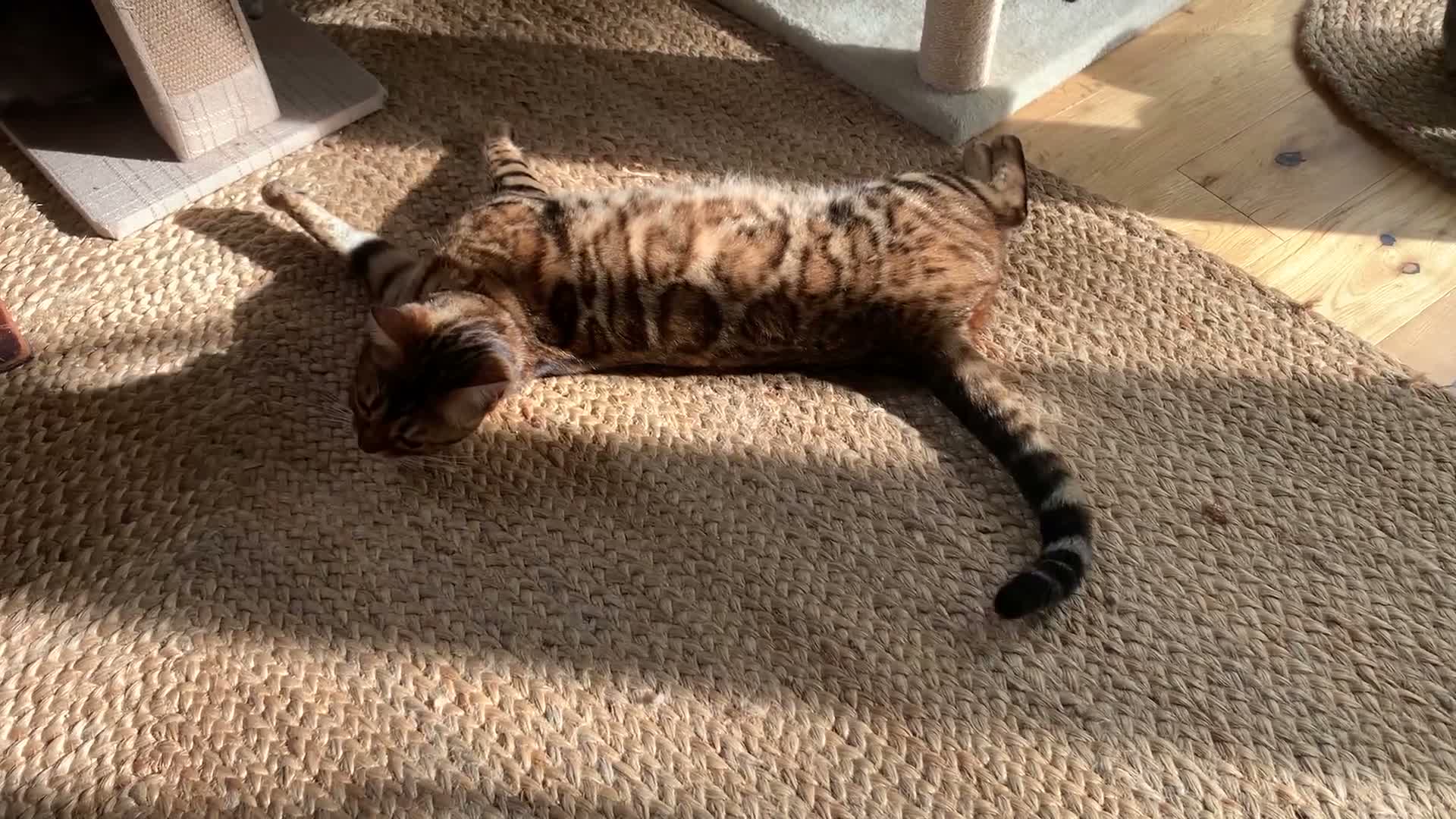 Bengal cats for sale: Fendi & Bagheera–Beautiful, Loving Bengal Pair - Video 1
