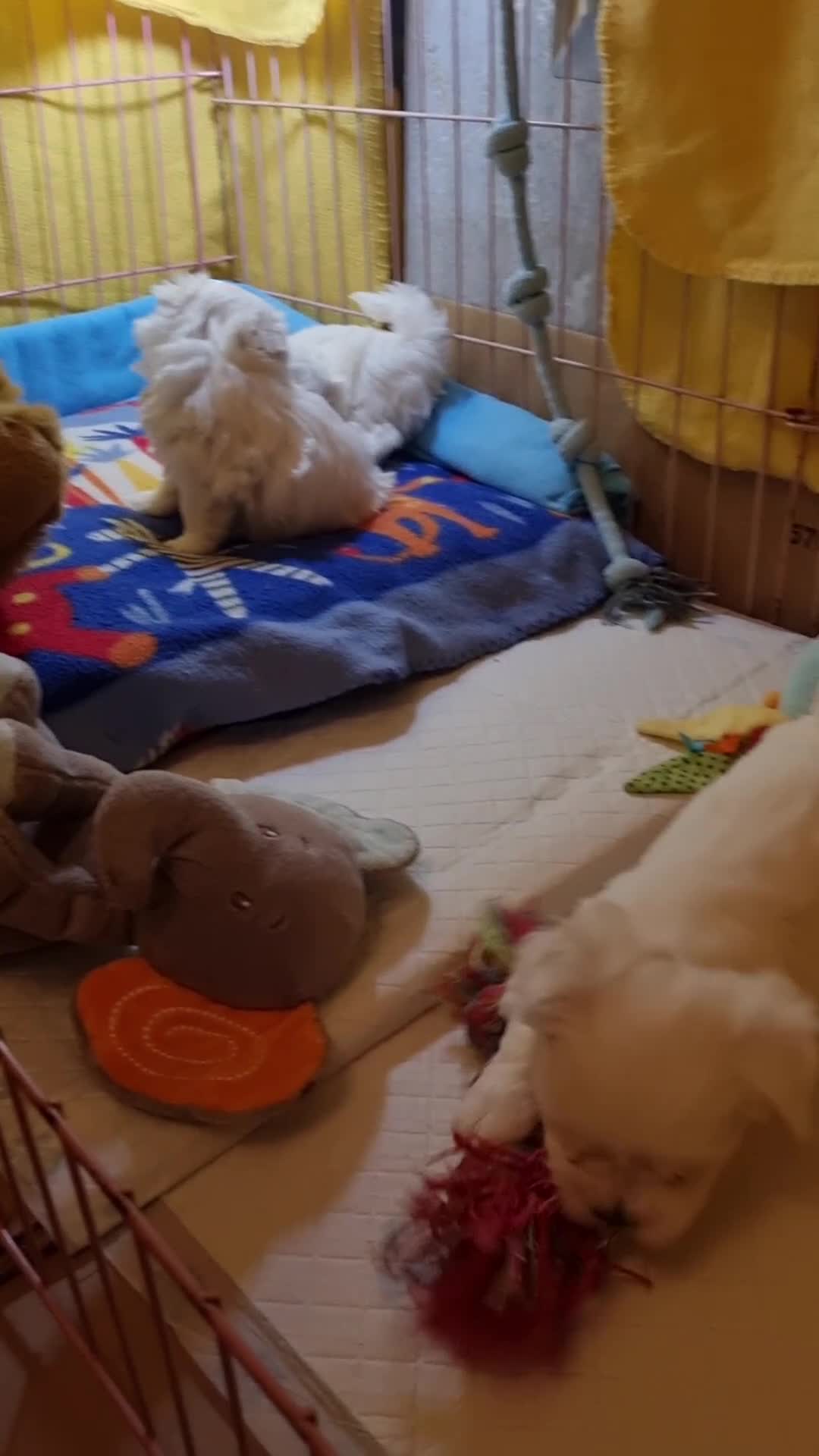 Maltese dogs for sale: Maltese pure breed 3xBoys ready on 14 December  - Video 1